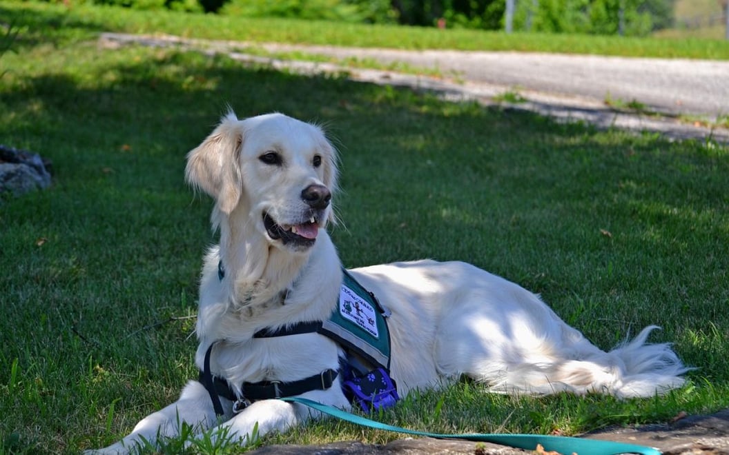 emotional-support-service-animals